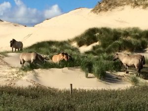 wilde paarden inj de duinen